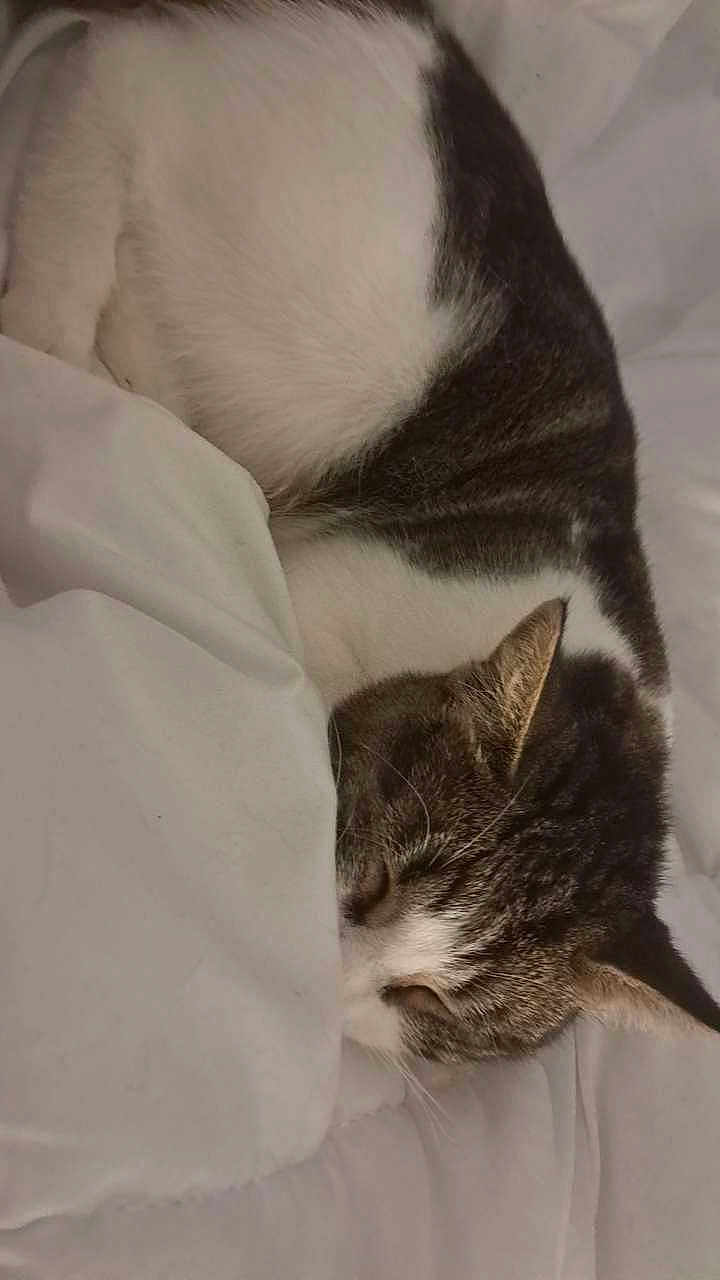 Nala participe au concours pour gagner de l'argent avec cette photo : cat, sleeping, cozy, blanket, white_bedding, fur, pet, indoor, resting, cute, animal, tabby, quiet, relaxation, comfort, domestic, nap, feline, soft, peaceful
