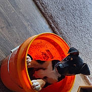 Dora joined the competition — help win amazing prizes! audio_equipment, auto_part, automotive_lighting, circle, fashion_accessory, flooring, gas, glove, hard_hat, hardwood, headgear, helmet, orange, personal_protective_equipment, recreation, wood, wood_stain