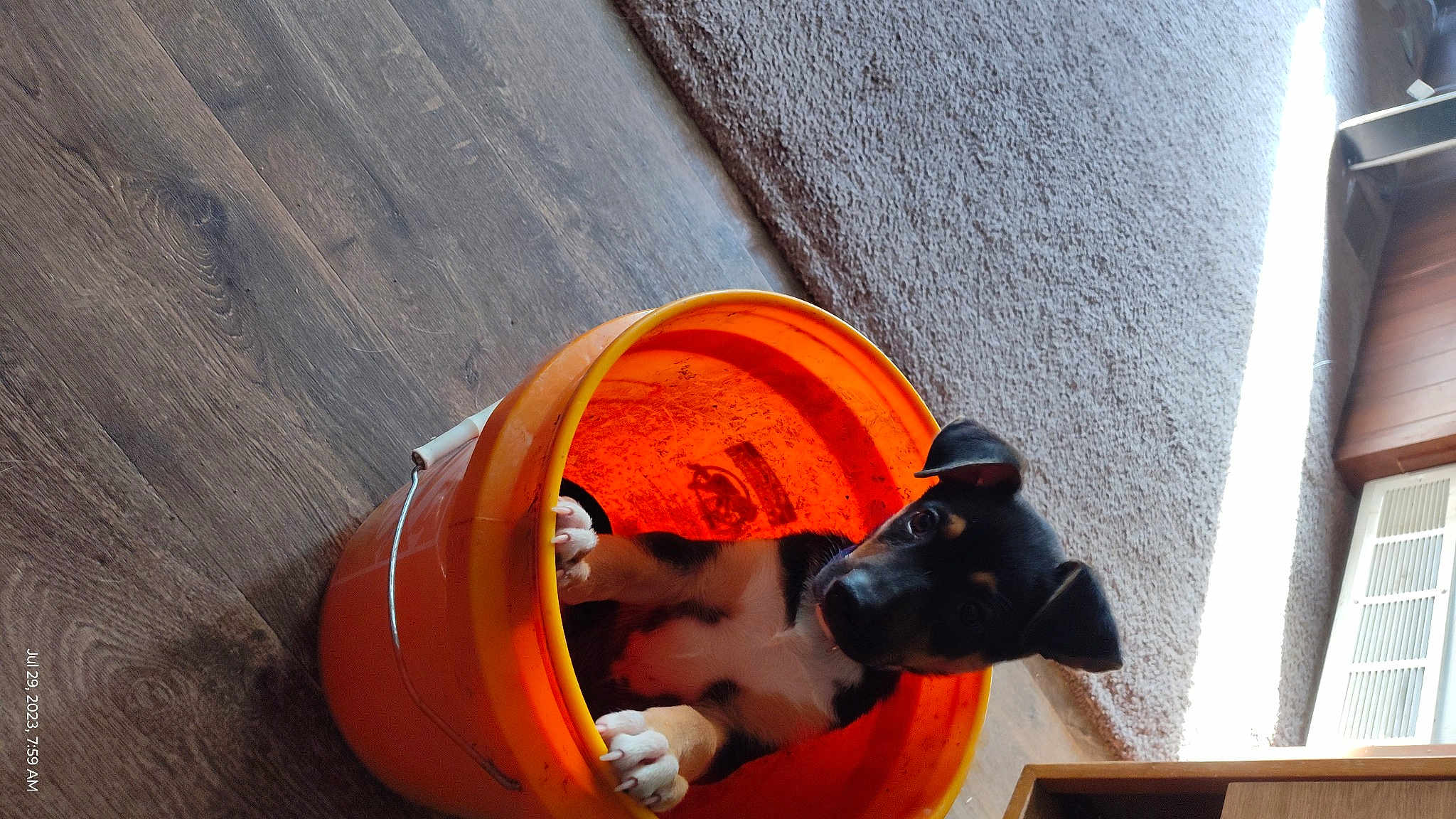 Dora