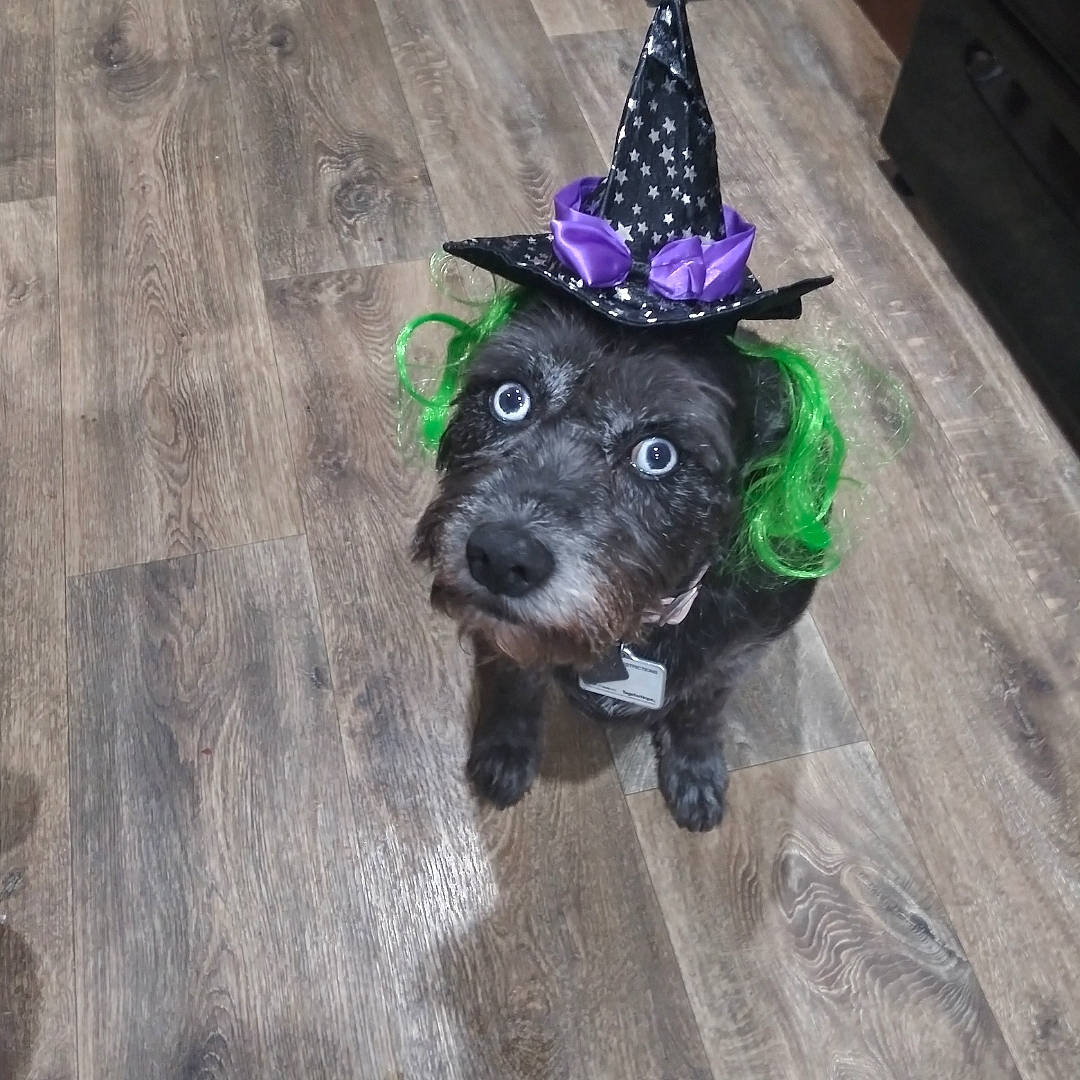 Scruffy joined the competition — help win amazing prizes! carnivore, collar, companion_dog, cone, costume_hat, dog, dog_breed, dog_clothes, dog_collar, dog_supply, hat, helmet, party_hat, party_supply, snout, sun_hat, toy_dog, witch_hat, wood, working_animal