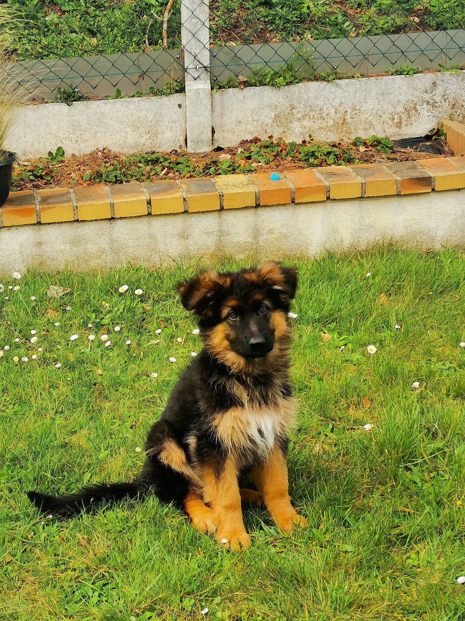 Tessy participe au concours pour gagner de l'argent avec cette photo : canidae, carnivore, companion_dog, dog, dog_breed, garden, german_shepherd_dog, grass, groundcover, herding_dog, landscaping, old_german_shepherd_dog, plant, sporting_group, working_dog, yard
