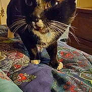 Storm joined the competition — help win amazing prizes! asian, black_cat, carnivore, cat, domestic_short_haired_cat, felidae, kitten, small_to_medium_sized_cats, snout, whiskers