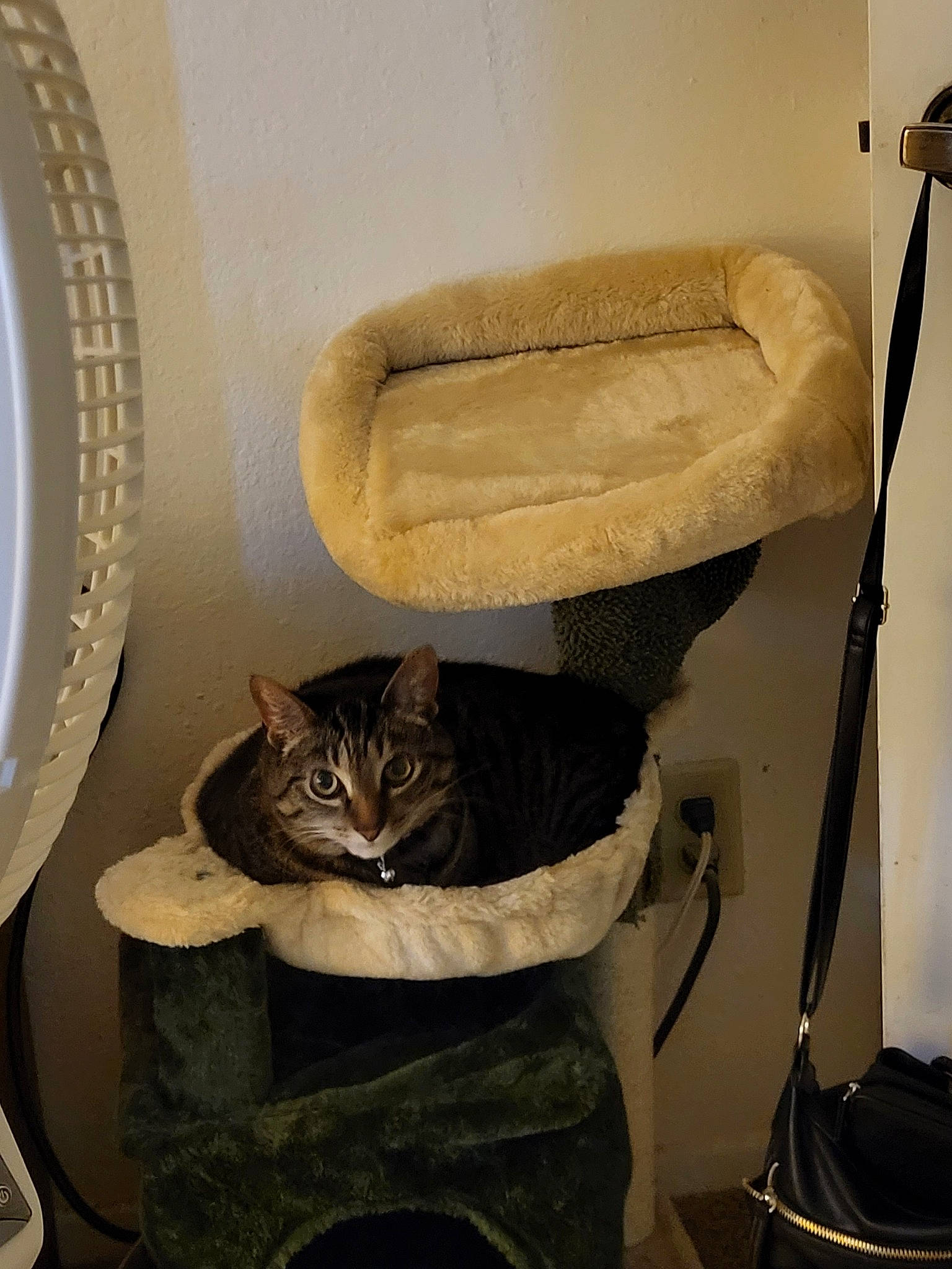 Ms Thing is registered to the contest to win money with this photo: bag, carnivore, cat, cat_supply, chair, club_chair, comfort, domestic_short_haired_cat, felidae, flooring, fur, hardwood, interior_design, luggage_and_bags, room, shelf, small_to_medium_sized_cats, whiskers, window, wood