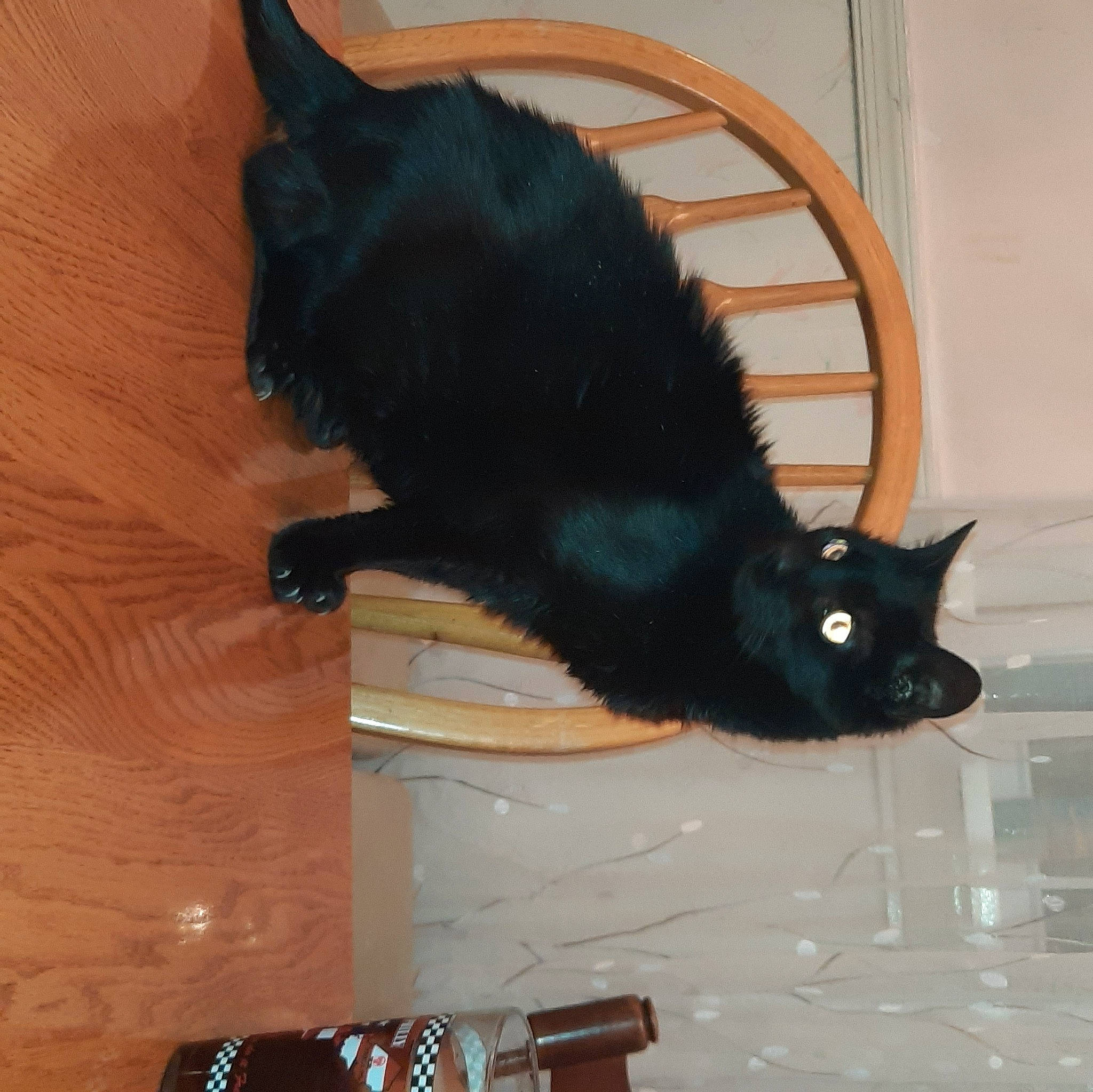 Blackie joined the competition — help win amazing prizes! black_cat, bombay, carnivore, cat, claw, domestic_short_haired_cat, felidae, floor, flooring, fur, hardwood, paw, small_to_medium_sized_cats, snout, tail, varnish, whiskers, window, wood, wood_stain