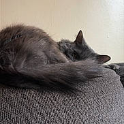 Lincoln joined the competition — help win amazing prizes! cat, gray_cat, fluffy_tail, curled_up, sleeping, resting, golden_eye, feline, pet, animal, couch, sofa, textured_fabric, indoor, home, portrait, close_up, relaxed, cozy, dramatic_tail