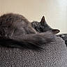 cat, gray_cat, fluffy_tail, curled_up, sleeping, resting, golden_eye, feline, pet, animal, couch, sofa, textured_fabric, indoor, home, portrait, close_up, relaxed, cozy, dramatic_tail