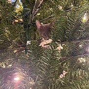 Coraline is registered to the contest to win money with this photo: cat, kitten, christmas_tree, holiday_lights, greenery, pine_needles, decorations, pets, cute, curious, indoor, festive, animal, feline, whiskers, tree_branches, christmas, holiday, lighting, nature