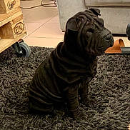 Tonka a rejoint le concours — aidez-le/la à gagner de superbes lots ! animal, black_dog, carpet, curtain, cute, dog, domestic_animal, furniture, indoor, living_room, pet, puppy, rug, shar_pei, sitting, small_dog, tile_floor, wheel, wooden_cart, wrinkled_skin