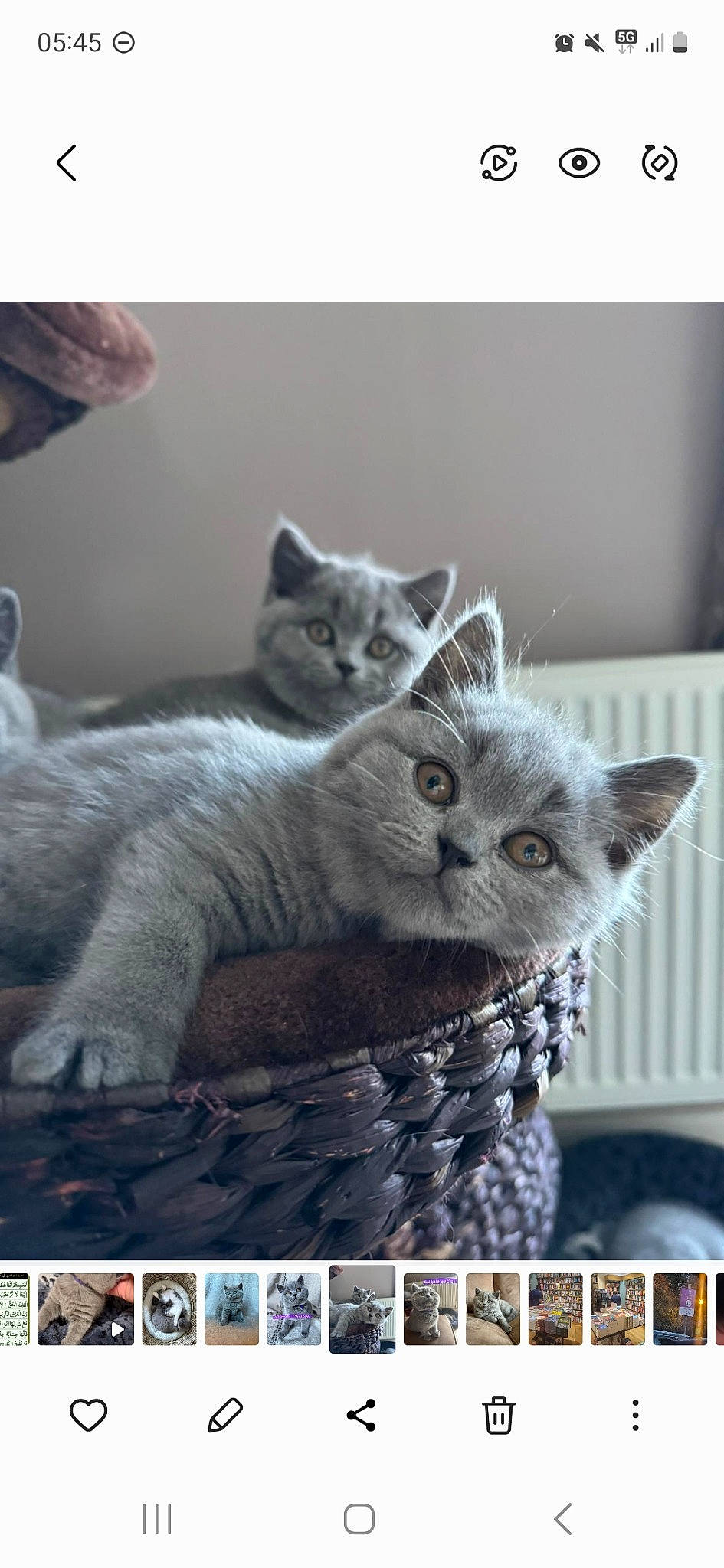 Charlotte is registered to the contest to win money with this photo: carnivore, cat, cat_supply, comfort, domestic_short_haired_cat, felidae, font, fur, grey, internet_meme, paw, photo_caption, russian_blue, small_to_medium_sized_cats, tail, whiskers, window