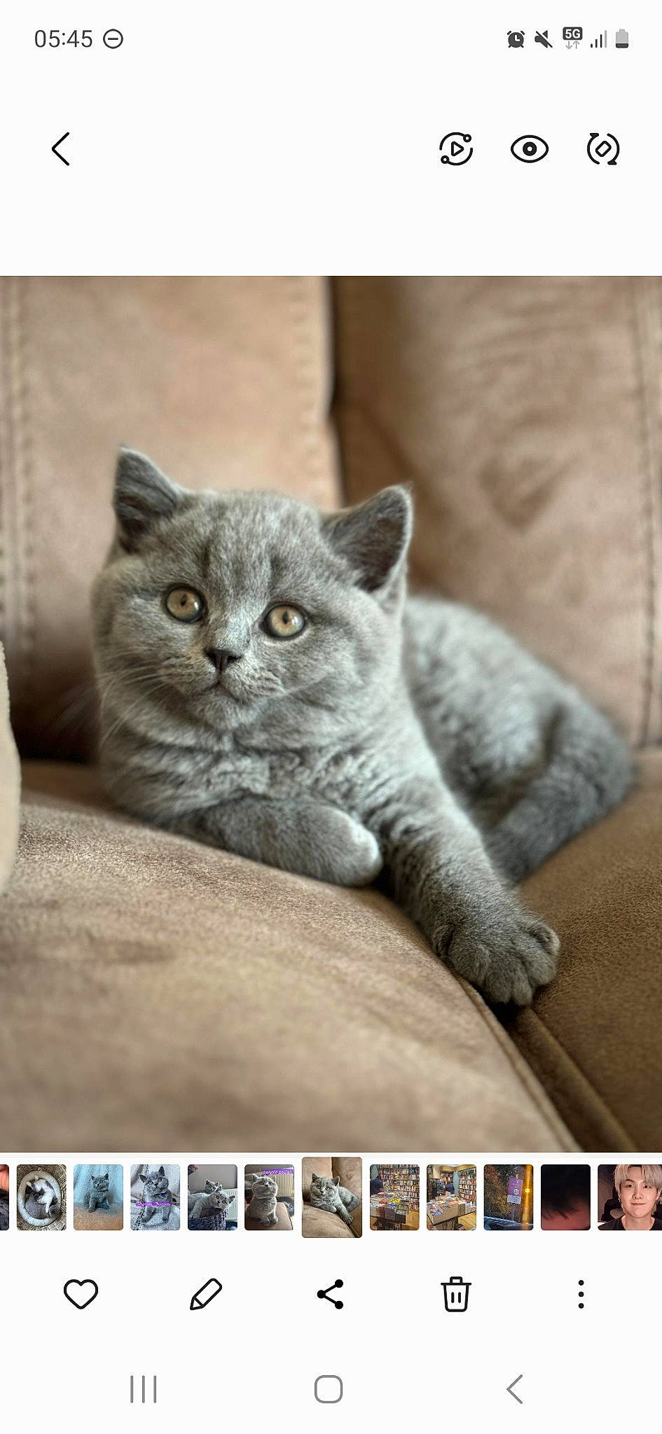 Charlotte joined the competition — help win amazing prizes! carnivore, cat, comfort, domestic_short_haired_cat, felidae, font, fur, grey, internet_meme, paw, photo_caption, rectangle, russian_blue, screenshot, small_to_medium_sized_cats, snout, software, terrestrial_animal, whiskers