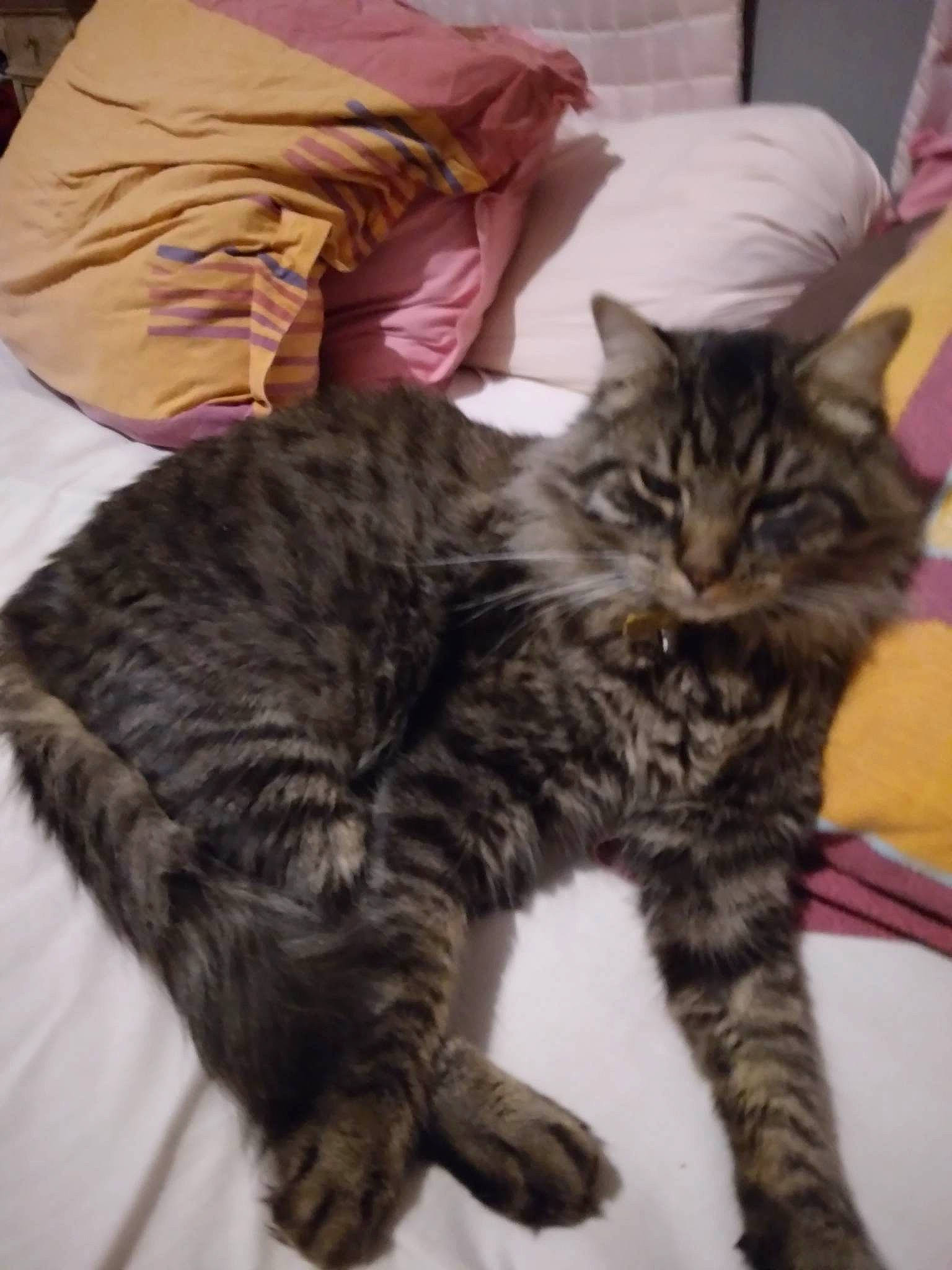 Pacha participe au concours pour gagner de l'argent avec cette photo : bed, carnivore, cat, claw, comfort, domestic_short_haired_cat, felidae, fur, linens, mammal, paw, small_to_medium_sized_cats, snout, tail, terrestrial_animal, vertebrate, whiskers