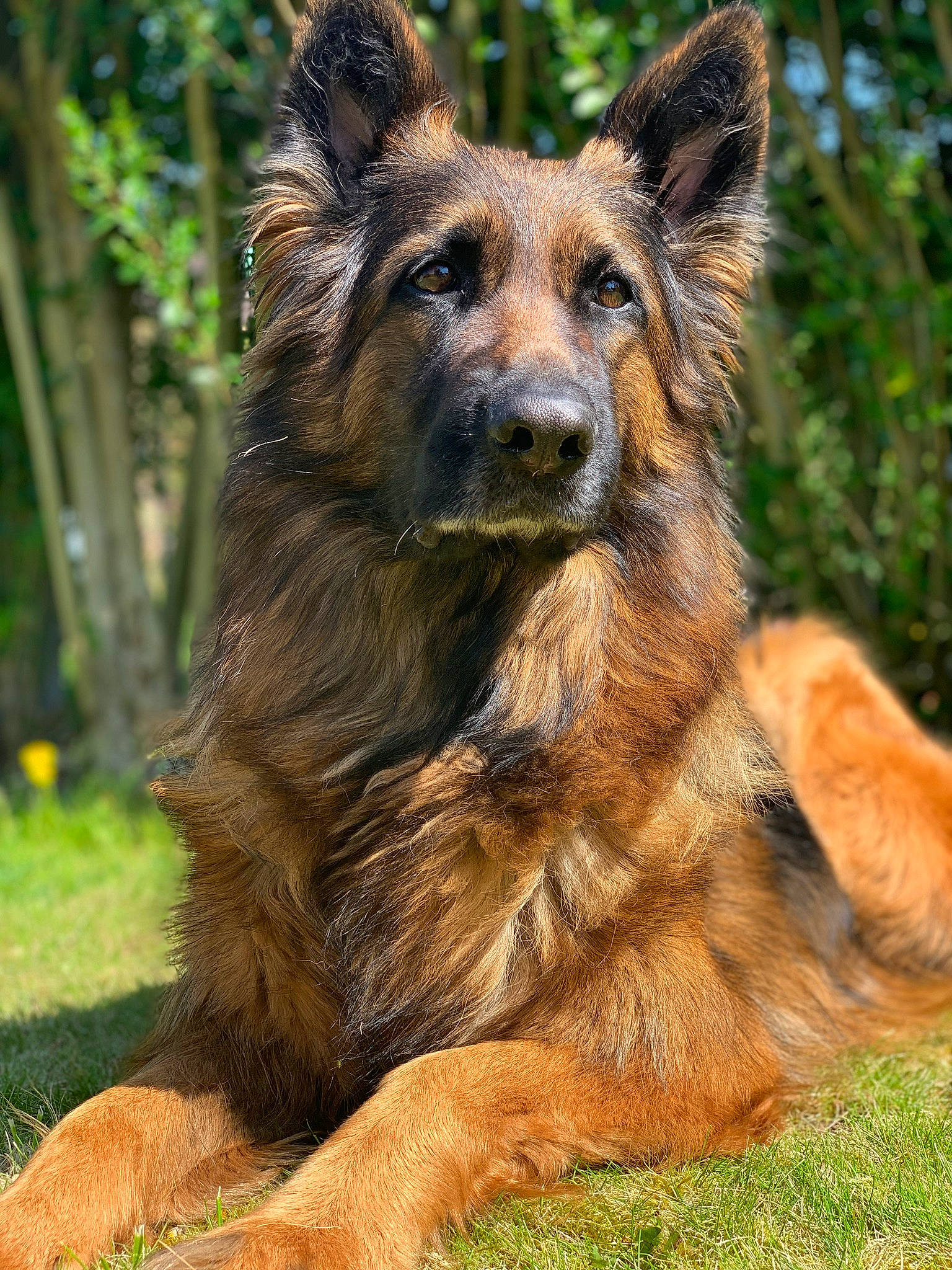 Joona a rejoint le concours — aidez-le/la à gagner de superbes lots ! bohemian_shepherd, canidae, carnivore, dog, dog_breed, east_european_shepherd, german_shepherd_dog, king_shepherd, kunming_wolfdog, mammal, old_german_shepherd_dog, rare_breed_dog, shiloh_shepherd_dog, snout, tervuren, vertebrate, wildlife