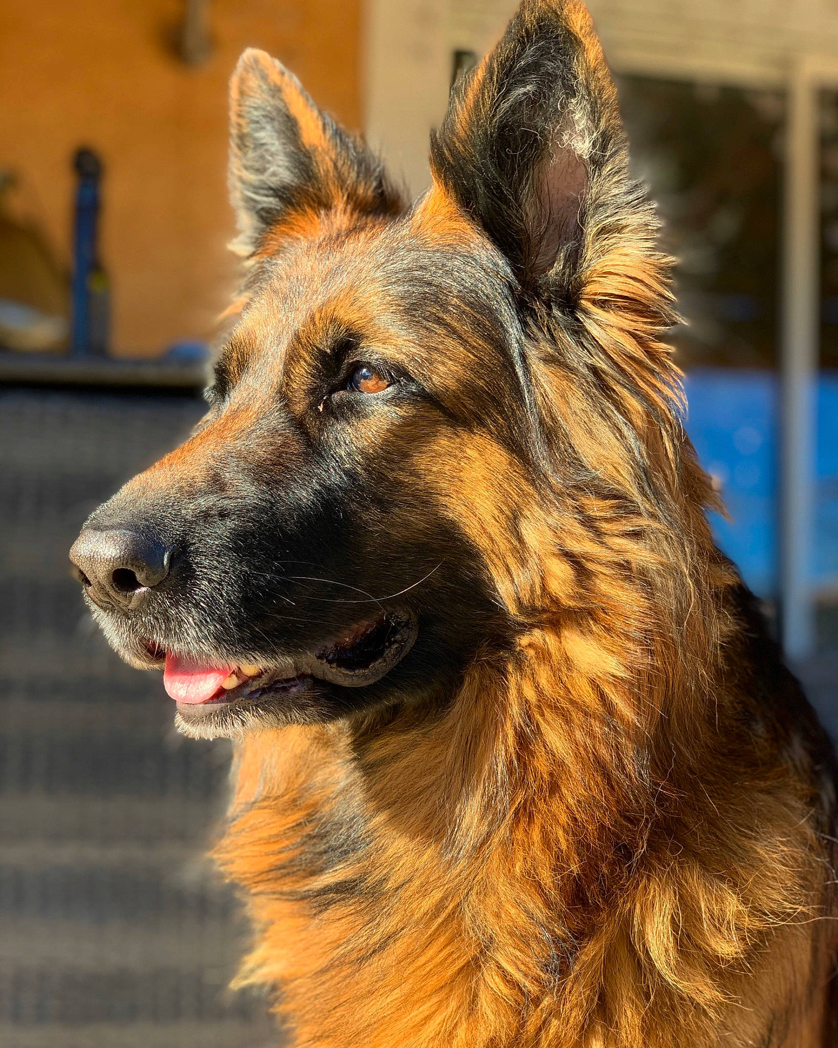 Joona a rejoint le concours — aidez-le/la à gagner de superbes lots ! belgian_shepherd, belgian_shepherd_malinois, bohemian_shepherd, canidae, carnivore, dog, dog_breed, east_european_shepherd, fawn, german_shepherd_dog, king_shepherd, kunming_wolfdog, mammal, old_german_shepherd_dog, rare_breed_dog, shiloh_shepherd_dog, snout, tervuren, vertebrate, working_dog
