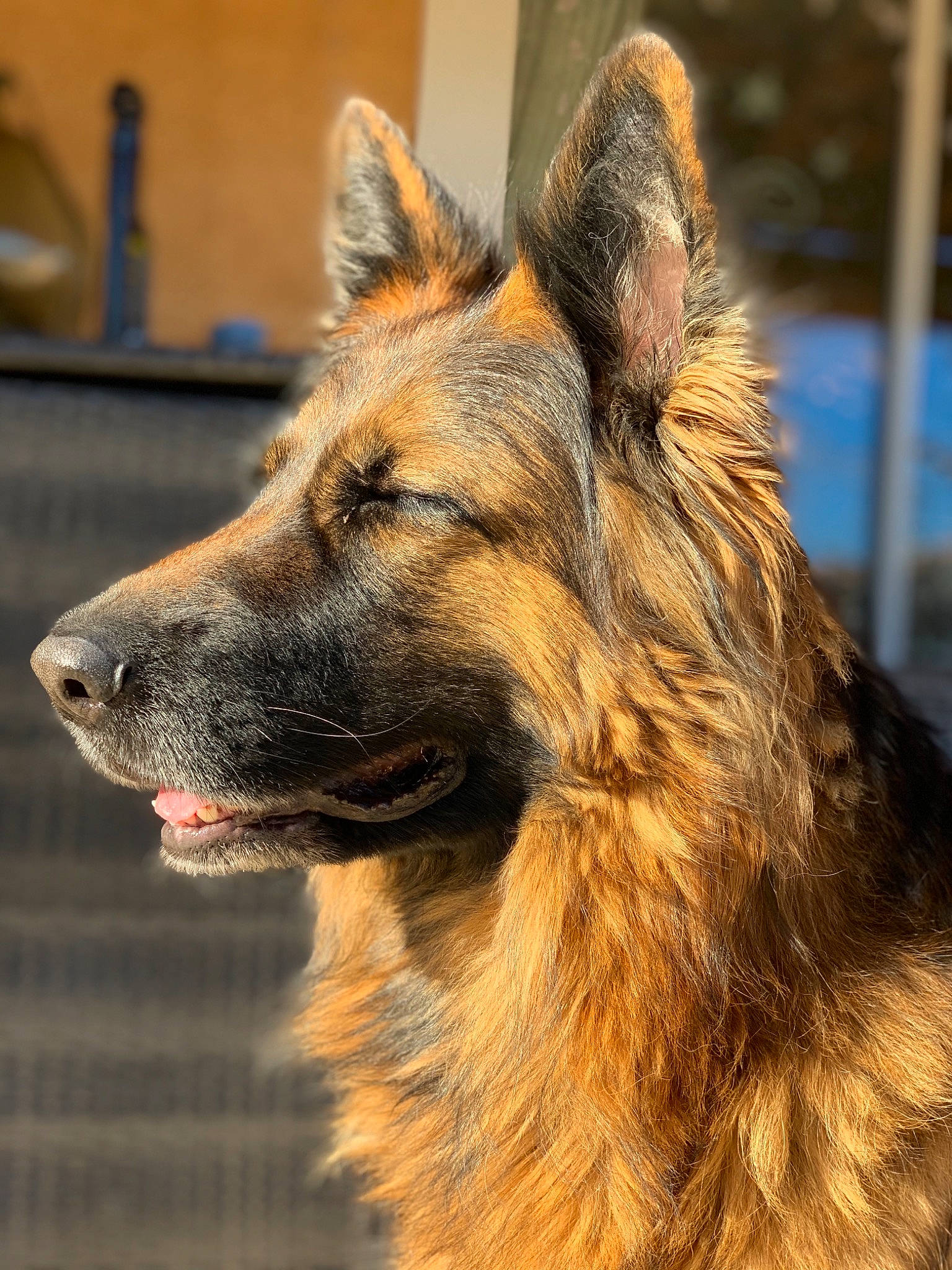Joona a rejoint le concours — aidez-le/la à gagner de superbes lots ! belgian_shepherd, belgian_shepherd_malinois, bohemian_shepherd, canidae, carnivore, dog, dog_breed, east_european_shepherd, fawn, german_shepherd_dog, king_shepherd, kunming_wolfdog, laekenois, mammal, old_german_shepherd_dog, rare_breed_dog, shiloh_shepherd_dog, snout, tervuren, vertebrate