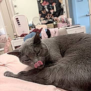 Izzy joined the competition — help win amazing prizes! bed, blanket, cat, cozy, curled_up, domestic, furniture, gray_cat, home, indoor, licking, lights, mirror, pet, pink, relaxed, room, soft_lighting, tongue_out, vanity