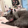 bed, blanket, cat, cozy, curled_up, domestic, furniture, gray_cat, home, indoor, licking, lights, mirror, pet, pink, relaxed, room, soft_lighting, tongue_out, vanity