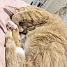 Milo joined the competition — help win amazing prizes! animal, bedroom, blanket, cat, cozy, curled_up, cute, feline, fur, indoor, orange_tabby, paw, pet, pink_paw_pads, relaxed, resting, sleeping, soft, tail, whiskers