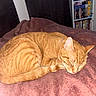 Milo joined the competition — help win amazing prizes! animal, bed, blanket, books, bookshelf, cat, cozy, cute, dvd, fur, furniture, home, indoor, orange_tabby, pet, relaxed, resting, sleeping, soft, striped