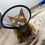 Milo joined the competition — help win amazing prizes! cat, orange_tabby, sleeping, cone_collar, protective_collar, pet, indoor, blanket, wooden_floor, resting, feline, domestic_animal, cozy, peaceful, closeup, animal, cute, fur, whiskers, ears