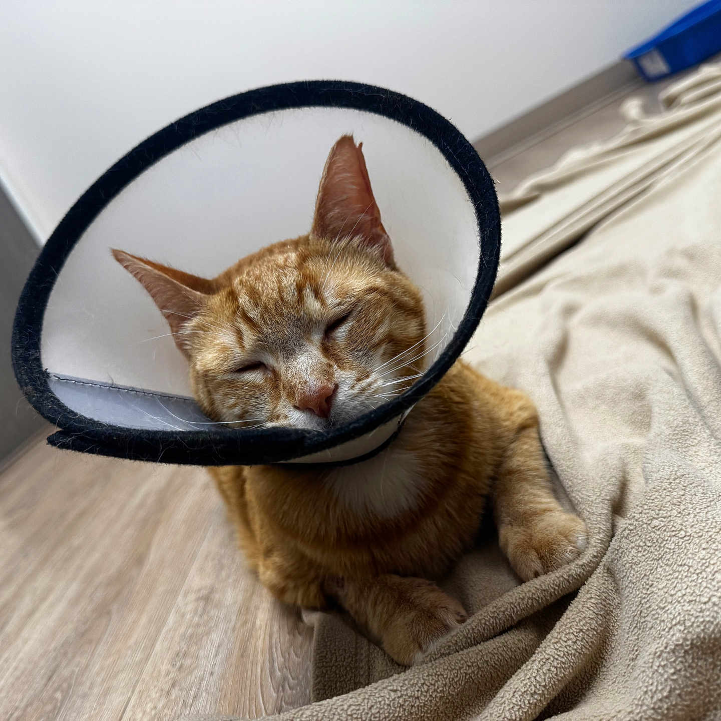 Milo joined the competition — help win amazing prizes! cat, orange_tabby, sleeping, cone_collar, protective_collar, pet, indoor, blanket, wooden_floor, resting, feline, domestic_animal, cozy, peaceful, closeup, animal, cute, fur, whiskers, ears