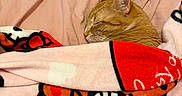 Milo is registered to the contest to win money with this photo: animal, bed, blanket, cat, comfort, cozy, cute, ears, feline, fur, head, indoor, nap, orange_cat, pet, pink_bedspread, resting, sleeping, soft, warm