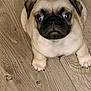 dog, pug, puppy, pet, animal, cute, looking_up, wooden_floor, indoor, small, fur, ears, face, black_nose, chubby, adorable, front_paws, sitting, young, companion
