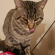 Geronimo joined the competition — help win amazing prizes! animal, brown, cat, closeup, curious, ears, feline, food, fur, gray, indoor, licking, oreo, packaging, pet, snack, striped, tabby, table, whiskers