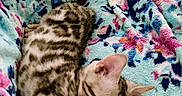Felix joined the competition — help win amazing prizes! animal, blanket, cat, comfort, cozy, cute, domestic_cat, fleece, floral_pattern, fur, furniture, indoor, nap, pet, relaxation, resting, sleeping, soft, striped, tabby