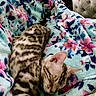 cat, tabby, sleeping, blanket, floral_pattern, cozy, indoor, pet, fur, resting, nap, cute, animal, soft, comfort, fleece, relaxation, striped, domestic_cat, furniture