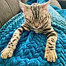 cat, sleeping, paw, feline, striped, pet, cozy, blanket, blue, texture, fur, indoor, couch, relaxation, animal, resting, cute, closeup, comfort, nap