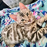Felix is registered to the contest to win money with this photo: kitten, cat, tabby, feline, pet, animal, cute, striped, fur, green_eyes, blanket, colorful, patterned, indoor, relaxed, young, whiskers, ears, paws, cozy