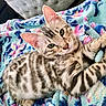 kitten, cat, tabby, feline, pet, animal, cute, striped, fur, green_eyes, blanket, colorful, patterned, indoor, relaxed, young, whiskers, ears, paws, cozy