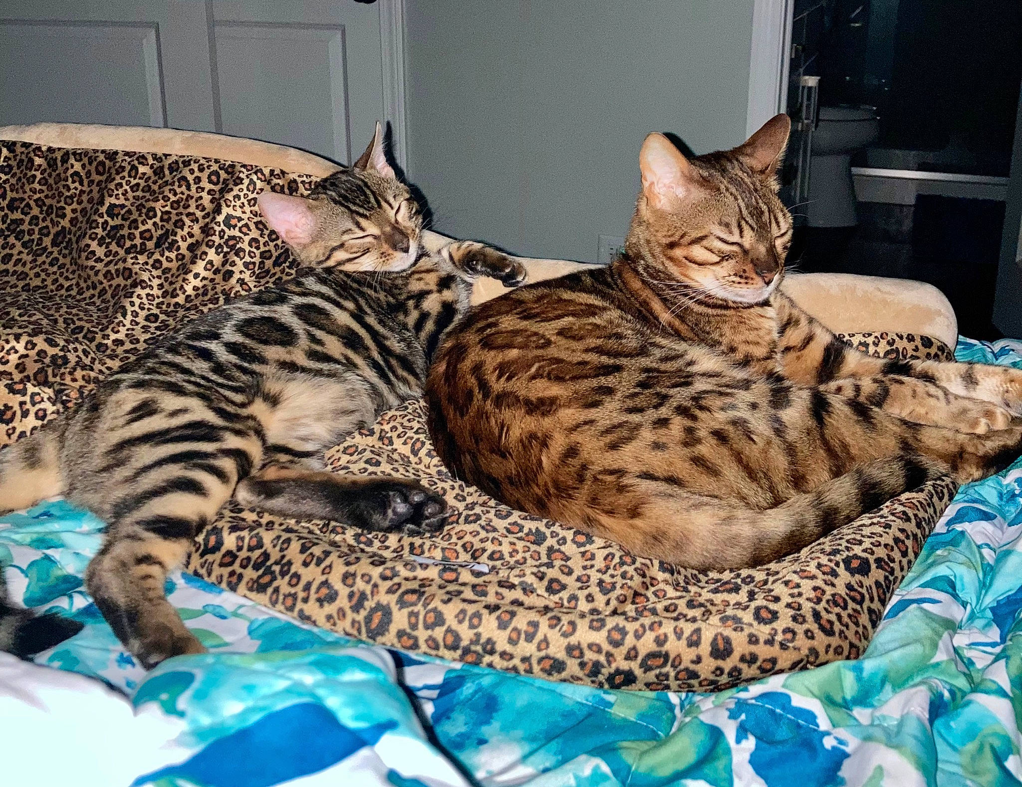 Henry is registered to the contest to win money with this photo: bengal, carnivore, cat, cat_bed, cat_supply, comfort, felidae, fur, pattern, room, small_to_medium_sized_cats, snout, terrestrial_animal, whiskers, wildlife