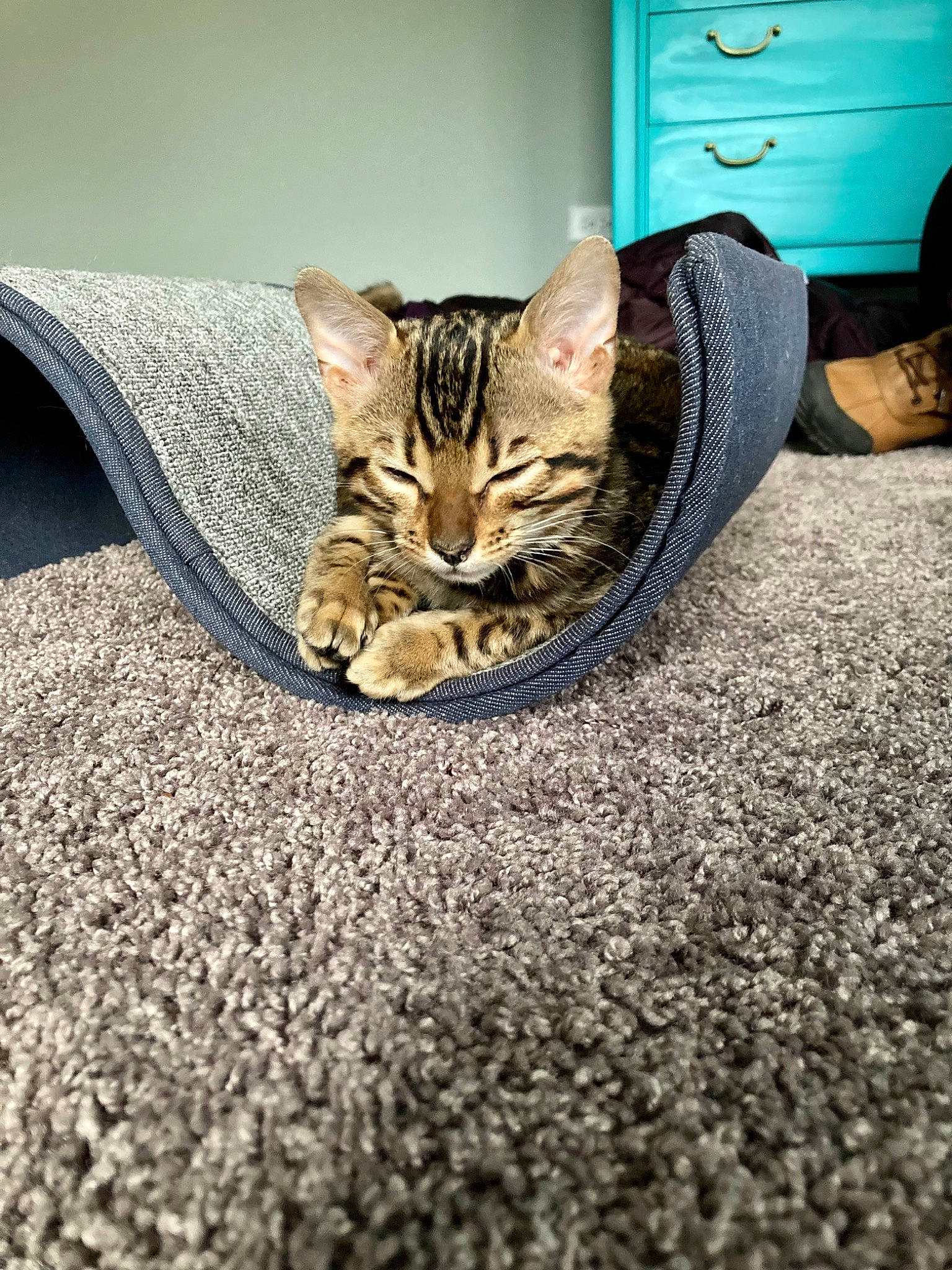 Henry is registered to the contest to win money with this photo: automotive_tire, carnivore, cat, comfort, door, eye, fawn, felidae, floor, flooring, grey, road_surface, small_to_medium_sized_cats, snout, tail, tire, wheel, whiskers, window, wood