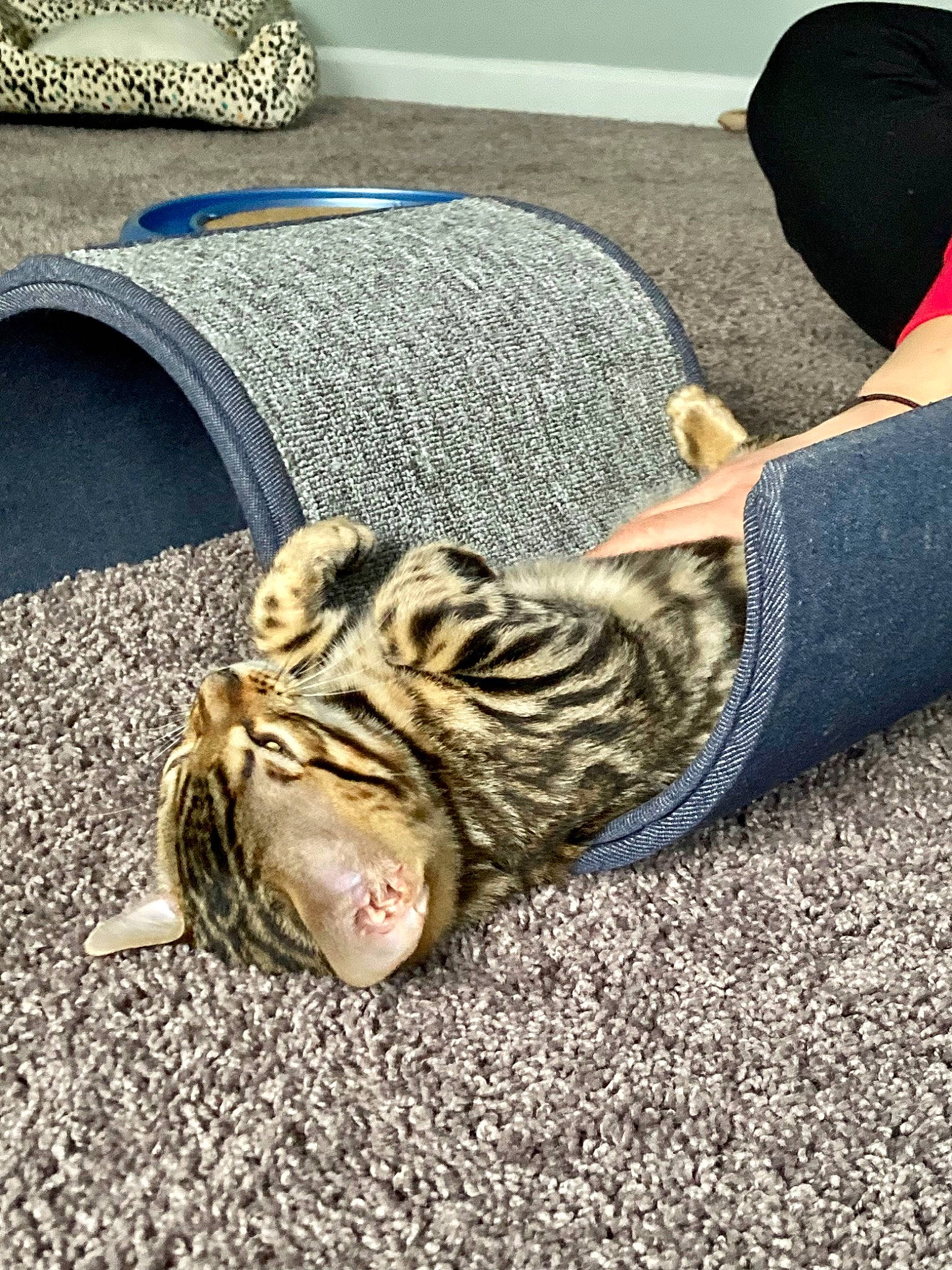 Henry joined the competition — help win amazing prizes! asphalt, bengal_tiger, carnivore, comfort, dog_breed, fawn, felidae, floor, flooring, grey, human_leg, road_surface, shoe, siberian_tiger, small_to_medium_sized_cats, sneakers, terrestrial_animal, tiger, whiskers, wood