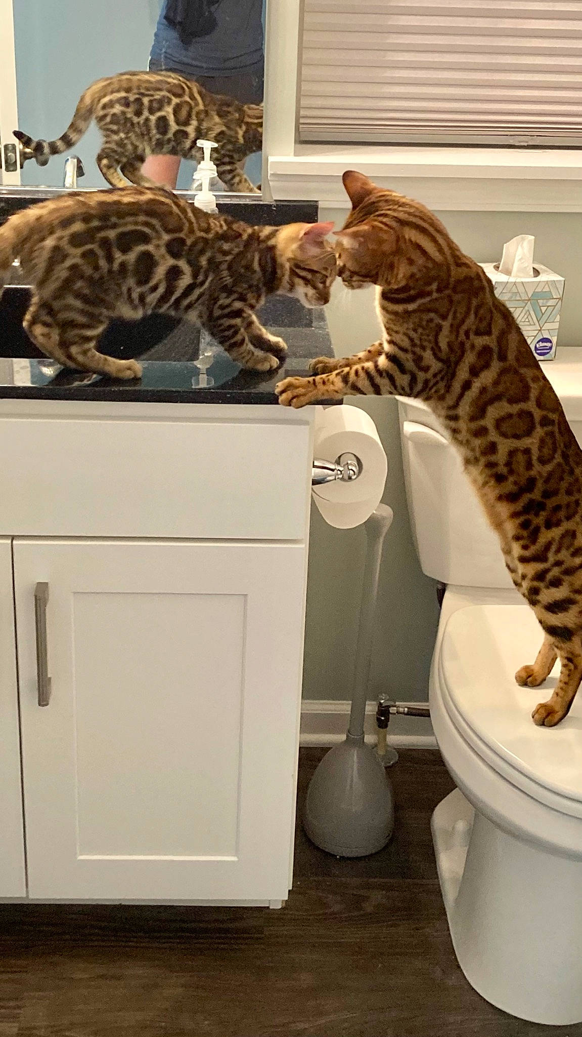 Oscar joined the competition — help win amazing prizes! bathroom, big_cats, carnivore, cat, cat_supply, domestic_short_haired_cat, felidae, fur, leopard, plant, plumbing, plumbing_fixture, room, small_to_medium_sized_cats, tail, terrestrial_animal, toilet, vertebrate, whiskers, wildlife