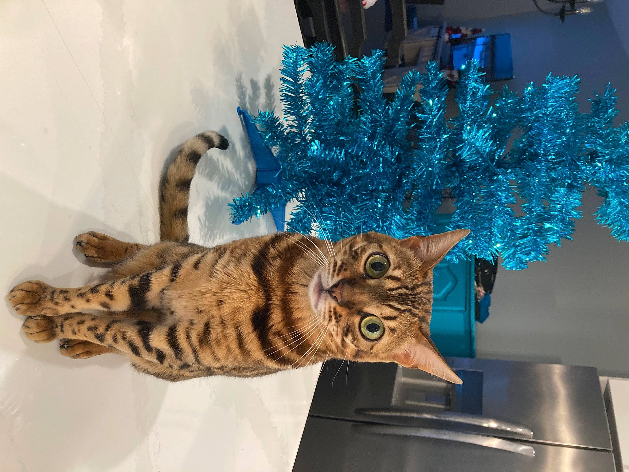 Oscar is registered to the contest to win money with this photo: carnivore, cat, domestic_short_haired_cat, electric_blue, event, felidae, flowerpot, fur, glass, holiday, ornament, room, small_to_medium_sized_cats, tail, terrestrial_animal, tree, twig, whiskers, window, wood