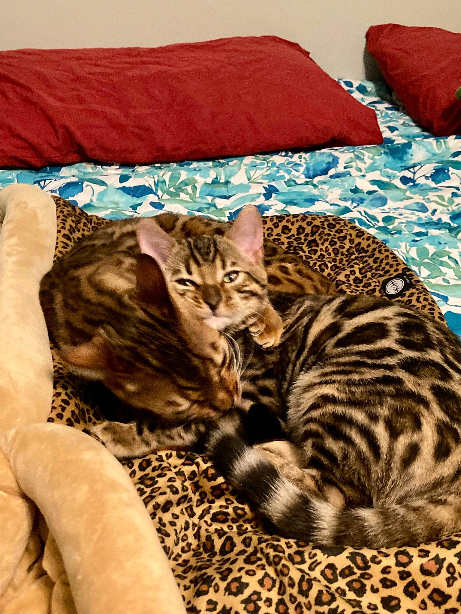 Oscar joined the competition — help win amazing prizes! bed, bedding, carnivore, cat, cat_supply, comfort, domestic_short_haired_cat, fawn, felidae, fur, linens, mammal, nap, pillow, small_to_medium_sized_cats, terrestrial_animal, textile, vertebrate, whiskers, wildlife