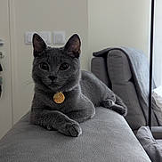 Bowie a rejoint le concours — aidez-le/la à gagner de superbes lots ! cat, gray_cat, pet, animal, portrait, sitting, lounging, sofa, armrest, collar, gold_tag, whiskers, ears, eyes, fur, indoor, living_room, furniture, home, photography