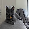 cat, gray_cat, pet, animal, portrait, sitting, lounging, sofa, armrest, collar, gold_tag, whiskers, ears, eyes, fur, indoor, living_room, furniture, home, photography