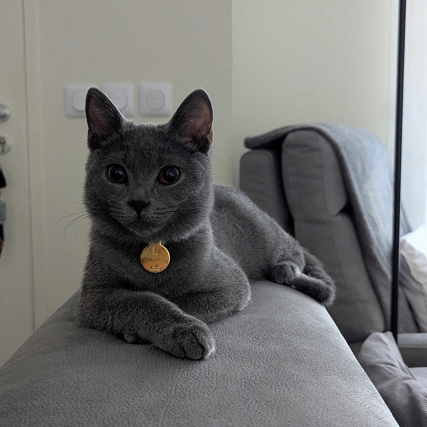 Bowie a rejoint le concours — aidez-le/la à gagner de superbes lots ! cat, gray_cat, pet, animal, portrait, sitting, lounging, sofa, armrest, collar, gold_tag, whiskers, ears, eyes, fur, indoor, living_room, furniture, home, photography