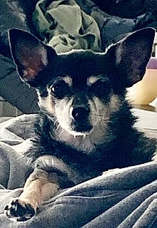 Pocket joined the competition — help win amazing prizes! canidae, carnivore, chihuahua, companion_dog, corgi_chihuahua, dog, dog_breed, mammal, miniature_pinscher, puppy, snout, sporting_group, toy_dog, vertebrate