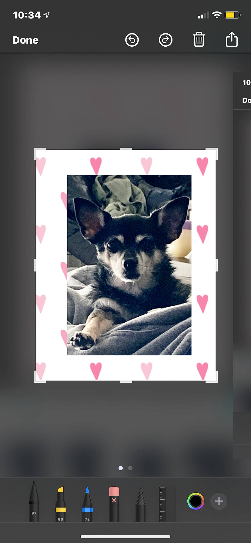 Pocket is registered to the contest to win money with this photo: canidae, carnivore, chihuahua, dog, dog_breed, photo_caption, puppy, snout, toy_dog