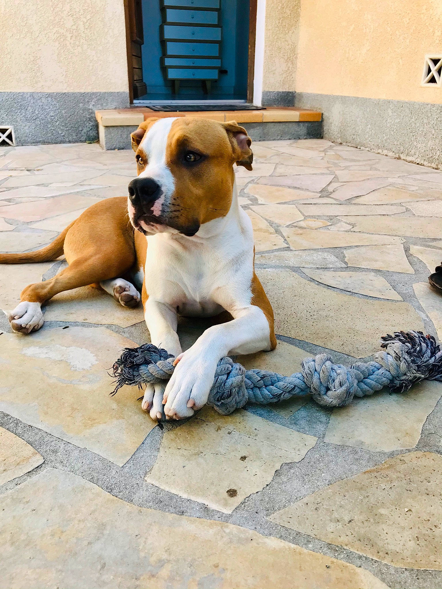 Bastos a rejoint le concours — aidez-le/la à gagner de superbes lots ! blue, carnivore, collar, companion_dog, concrete, dog, dog_breed, dog_collar, door, fawn, floor, flooring, paw, road_surface, sidewalk, street, street_dog, tail, working_animal, working_dog