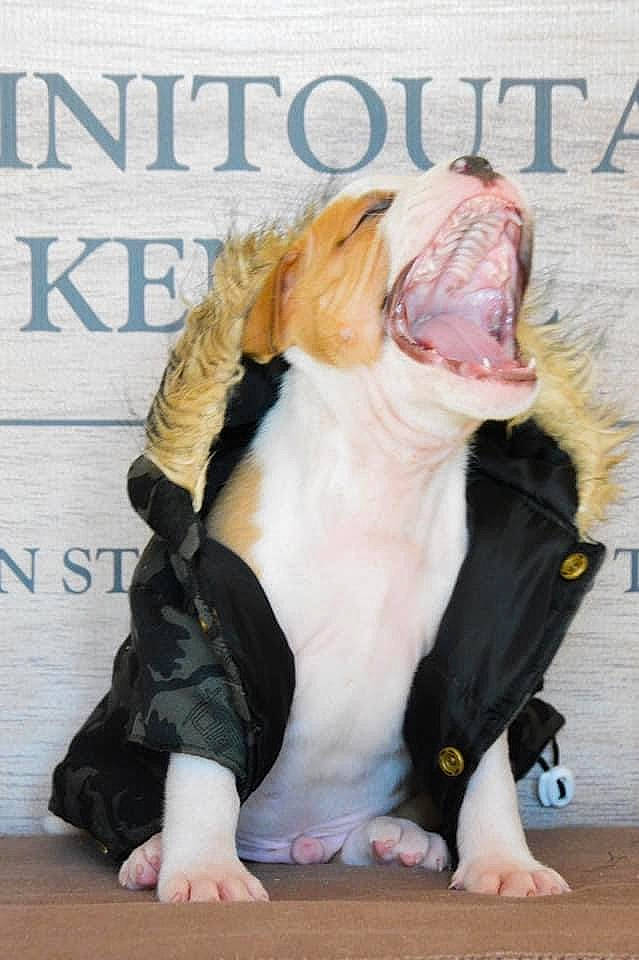 Bastos participe au concours pour gagner de l'argent avec cette photo : carnivore, collar, comfort, companion_dog, dog, dog_breed, fang, fawn, felidae, font, fur, paw, photo_caption, roar, sitting, small_to_medium_sized_cats, sporting_group, tail, whiskers, yawn