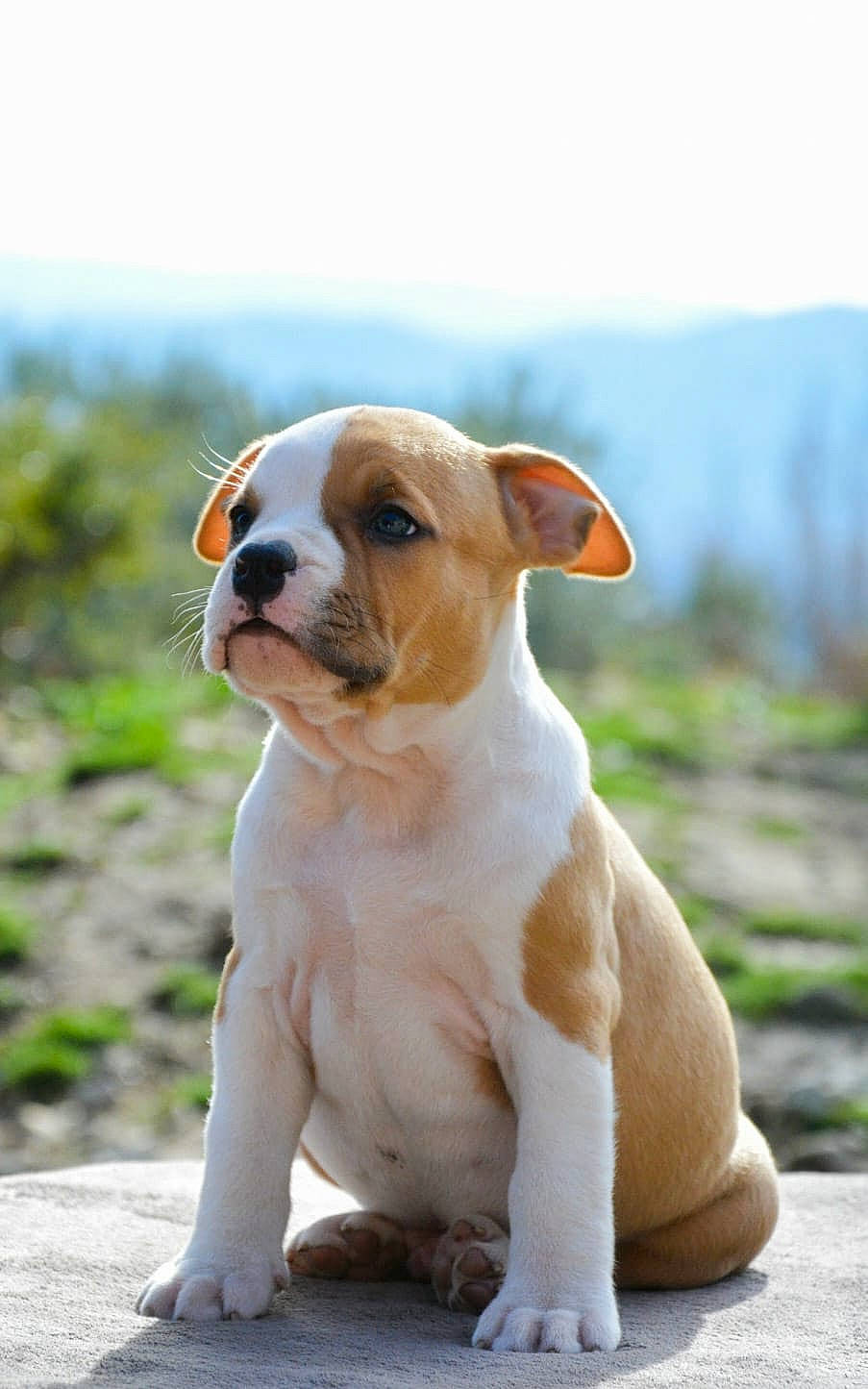 Bastos participe au concours pour gagner de l'argent avec cette photo : bulldog, canidae, carnivore, collar, companion_dog, dog, dog_breed, dog_collar, fawn, grass, molosser, sky, snout, sporting_group, tail, terrestrial_animal, toy_dog, whiskers, working_animal, wrinkle