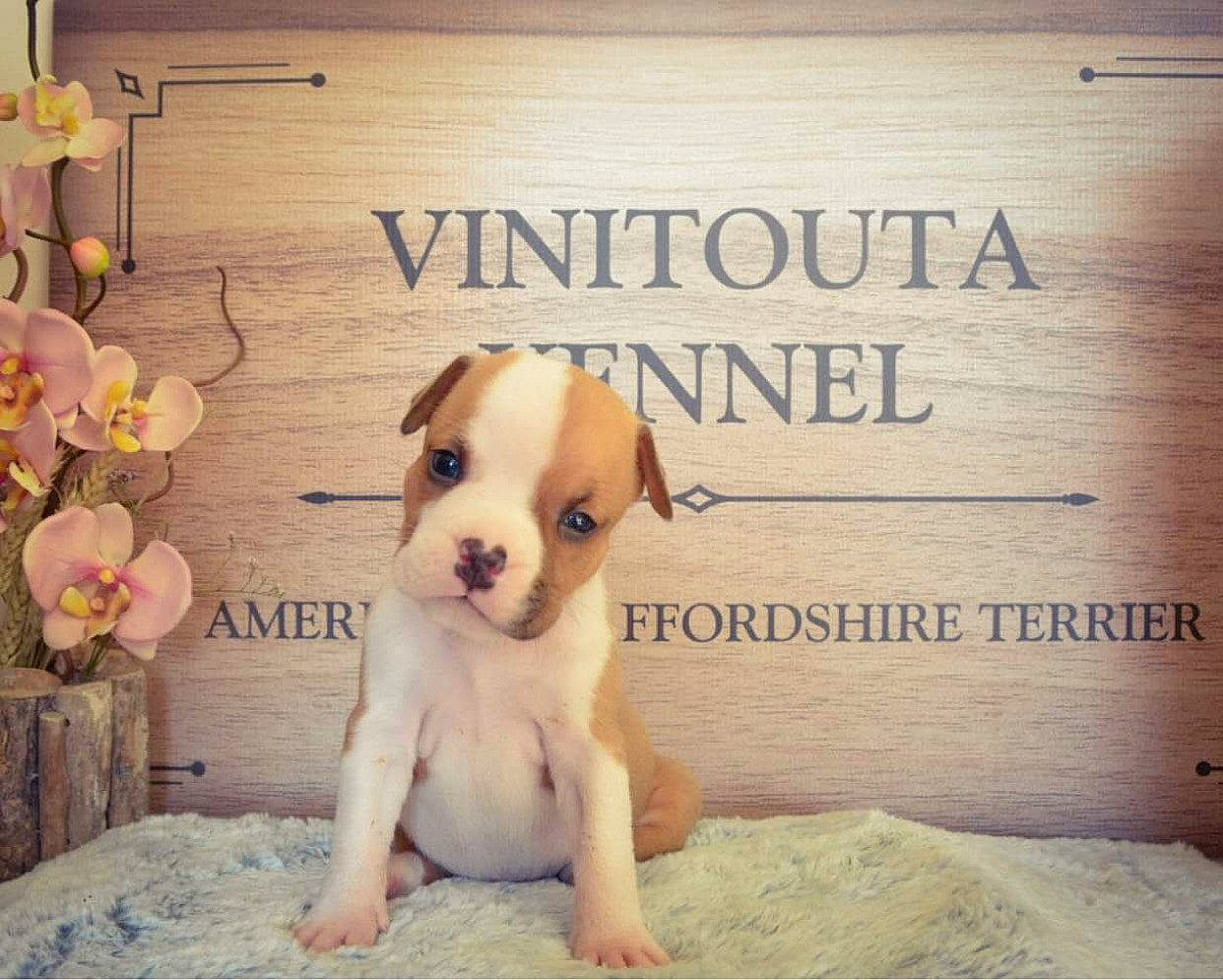 Bastos participe au concours pour gagner de l'argent avec cette photo : art, carnivore, comfort, companion_dog, dog, dog_breed, fawn, flower, font, happy, morning, paw, photo_caption, puppy_love, rectangle, snout, sporting_group, whiskers, wood, working_animal