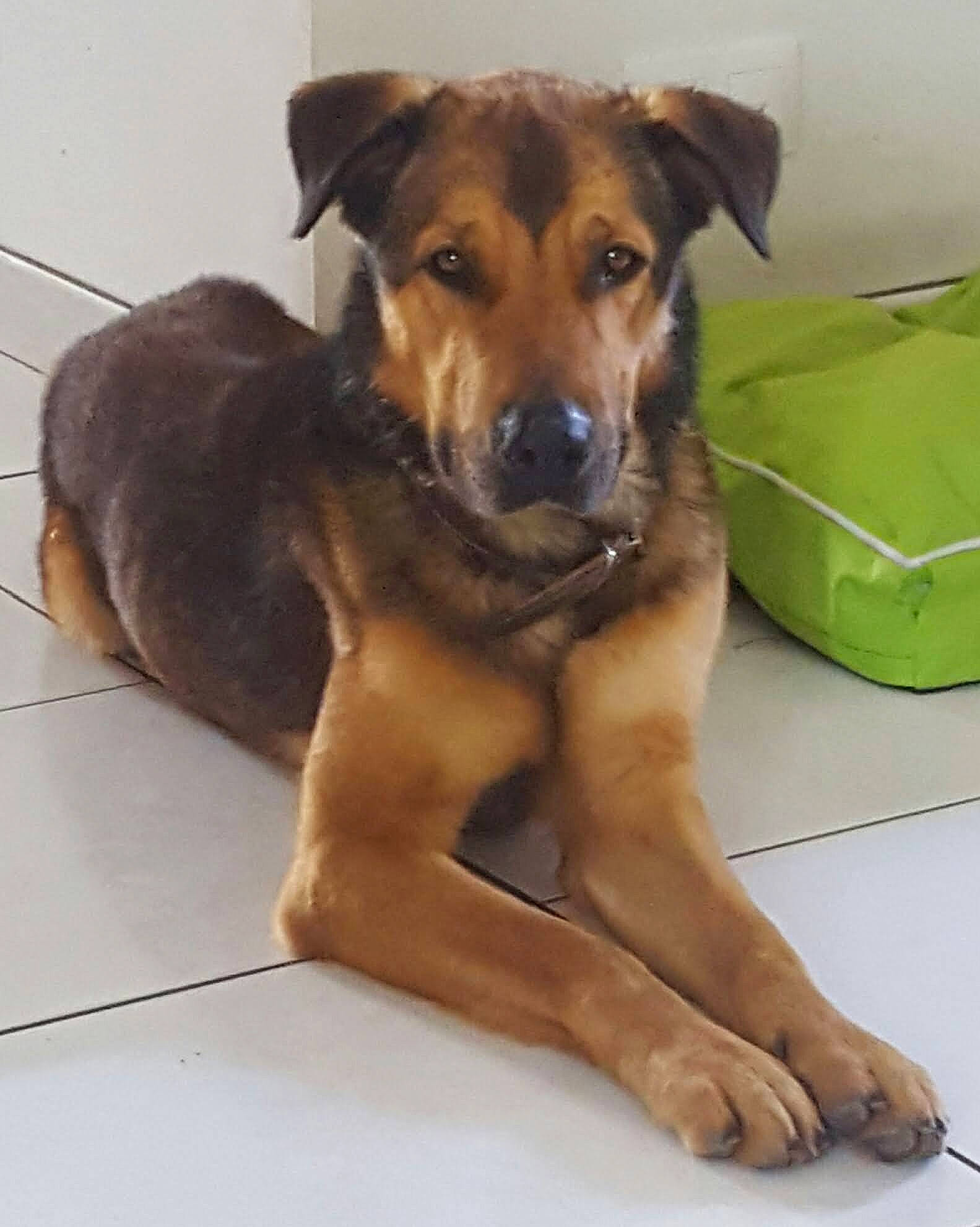 Ouzo a rejoint le concours — aidez-le/la à gagner de superbes lots ! box, canidae, carnivore, collar, companion_dog, dog, dog_breed, dog_supply, fawn, fur, guard_dog, liver, paw, pet_supply, snout, sporting_group, street_dog, whiskers, working_animal, working_dog