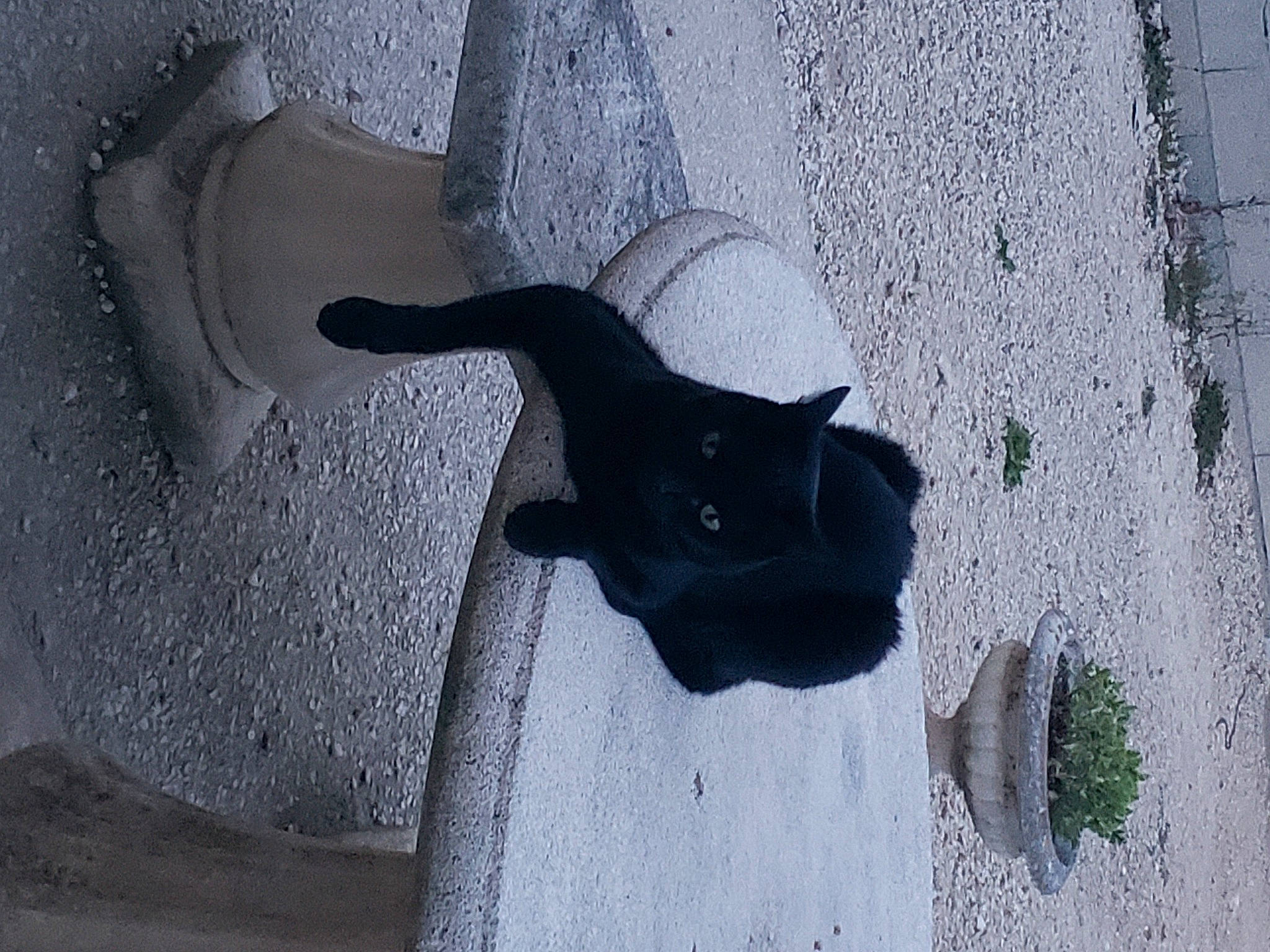 Birdie participe au concours pour gagner de l'argent avec cette photo : art, asphalt, automotive_tire, carnivore, cement, circle, concrete, dog, dog_breed, electric_blue, eyewear, grey, road_surface, shadow, sporting_group, tail, tar, tints_and_shades, visual_arts, wood