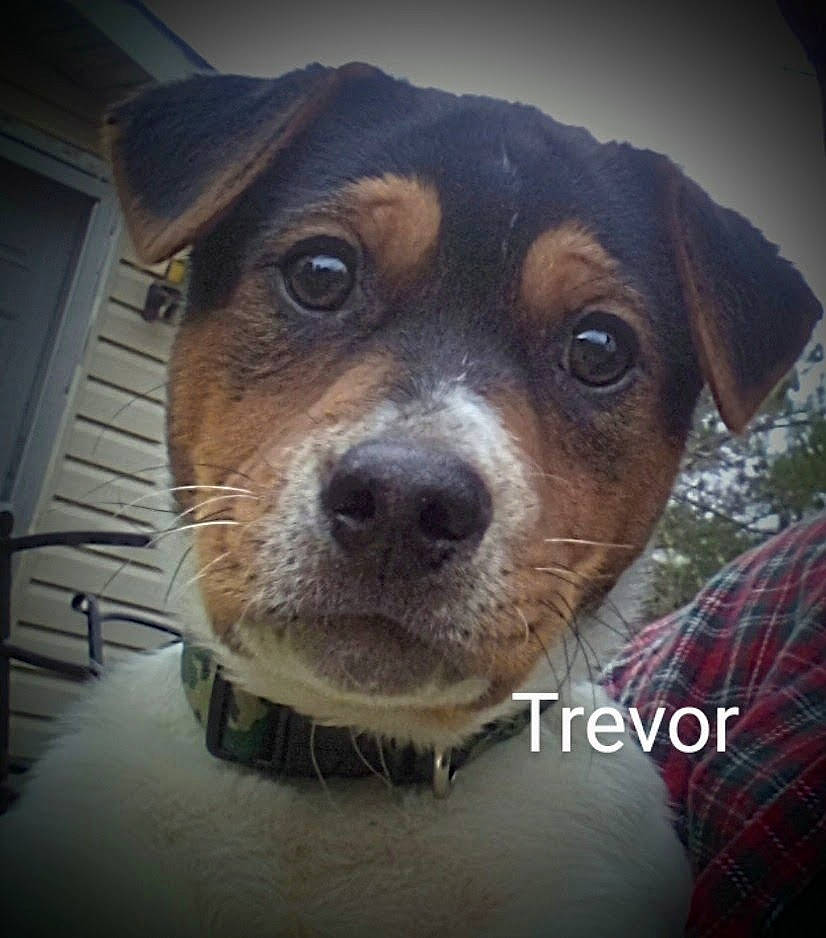 Trevor joined the competition — help win amazing prizes! ancient_dog_breeds, canidae, carnivore, collar, companion_dog, dog, dog_breed, dog_collar, fawn, fur, liver, metal, pattern, plaid, selfie, snout, sporting_group, tartan, whiskers, working_animal